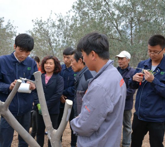 公司從產(chǎn)業(yè)鏈起始端著手，引進(jìn)良種優(yōu)苗，繁育基地苗圃，優(yōu)化樹(shù)種，以?xún)?yōu)質(zhì)的橄欖樹(shù)苗為生產(chǎn)特級(jí)初榨橄欖油提供基礎(chǔ)保障。在以自建萬(wàn)畝國(guó)家標(biāo)準(zhǔn)化油橄欖..