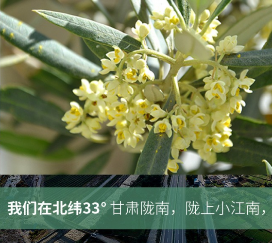 武都的氣候、土壤等與地中海沿岸極其相似，同處于世界頂級(jí)油橄欖黃金生產(chǎn)帶（32°58--33°36）年平均氣溫為14.7°，年日照時(shí)數(shù)1911..